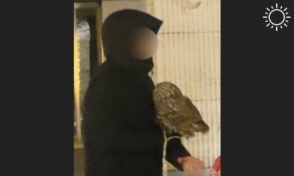 Полиция проверит мужчин, в мороз предлагавших фото с совами в парке «Краснодар»