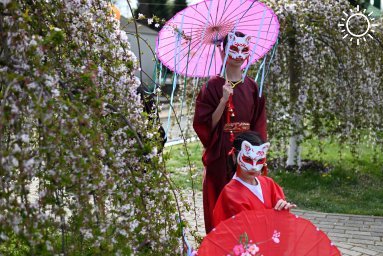В столице Адыгеи в Музее искусства народов Востока прошел фестиваль цветения сакуры