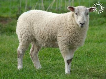 Ветслужба предупреждает об опасности оспы овец и коз