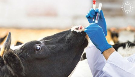 СББЖ Луганска информирует о графике проведения ветеринарных обработок сельскохозяйственных животных