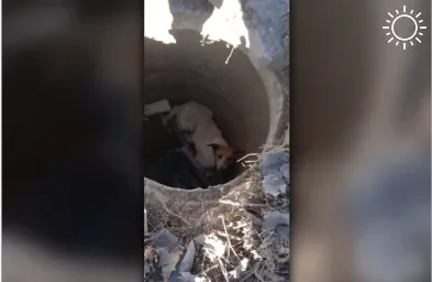 Астраханские спасатели помогли бездомной собаке