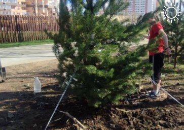 Новые сосны вместо засохших высадили на Николаевском бульваре в Краснодаре