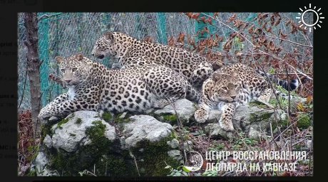 Центр восстановления леопарда Сочи показал котят-подростков, которых скоро выпустят на волю