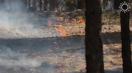 Лес горит на границе Севастополя и Бахчисарайского района