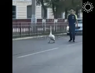 В Астрахани сотрудники полиции ловили очень необычного злостного нарушителя