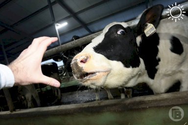 В Волгоградской области предприниматель сотворил "чудо" с коровьим молоком