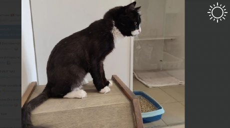 В Краснодаре хозяйка оставила кота в гостинице для животных и отказывается забирать