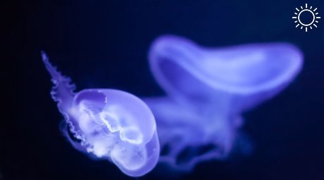 Ученые предложили солить медуз из Азовского моря. Объясняем, зачем это нужно