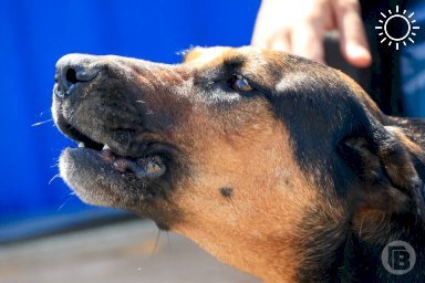В Волгограде за нападение ротвейлера на девочку суд взыскал 105 тыс с хозяина собаки