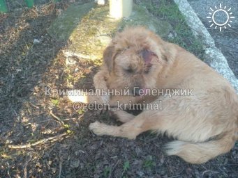 В Геленджике собака подверглась нападению неизвестного живодера