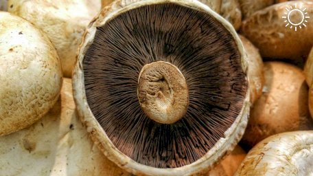 Ароматные и ядовитые: как в Крыму нужно «охотиться» за грибами
