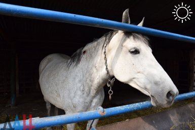 В макеевской ДЮШОР «Локомотив» установлен карантин по гриппу лошадей