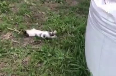 Полиция Тимашевска проверит сообщение о мальчике, пинавшем мертвого котенка