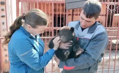 Владелец живого уголка в Таганроге ищет покупателей для двухмесячного медвежонка Матвея