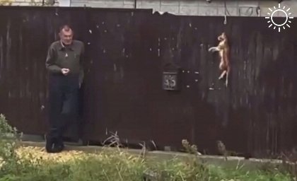 Мужчина убил кота и повесил его на воротах частного дома на Кубани
