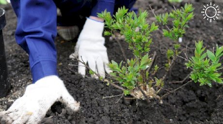 В Анапе высадят несколько тысяч растений