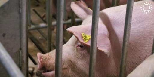 Вспышку африканской чумы свиней обнаружили на предприятии на Кубани, введен карантин