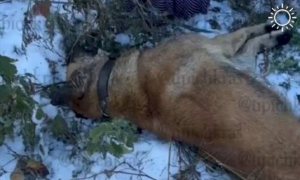 Мужчина отравил собаку, охранявшую церковный участок в Краснодаре