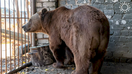 Волгоградские волонтеры спасли медведя из Астраханской области
