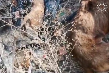 Свалку с телами мертвых собак обнаружили под Волгоградом