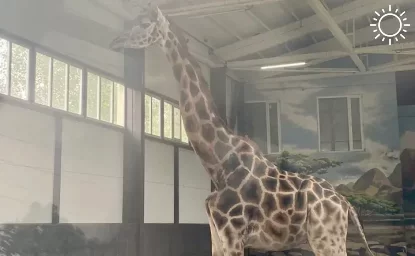 В Ростовском зоопарке умерла 29-летняя жирафиха Елизара