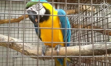 В Анапе суд закрыл контактный зоопарк «Мир животных»