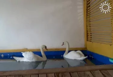 Астраханских лебедей отправили на зимовку