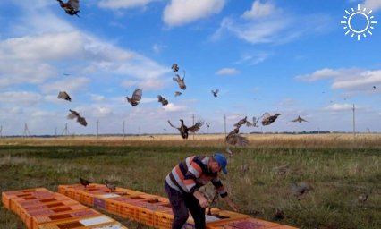 В Крымском районе в естественную среду обитания выпустили 750 фазанов