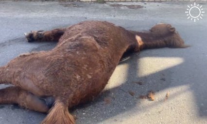 Мертвую лошадь обнаружили жители на дороге в Сочи