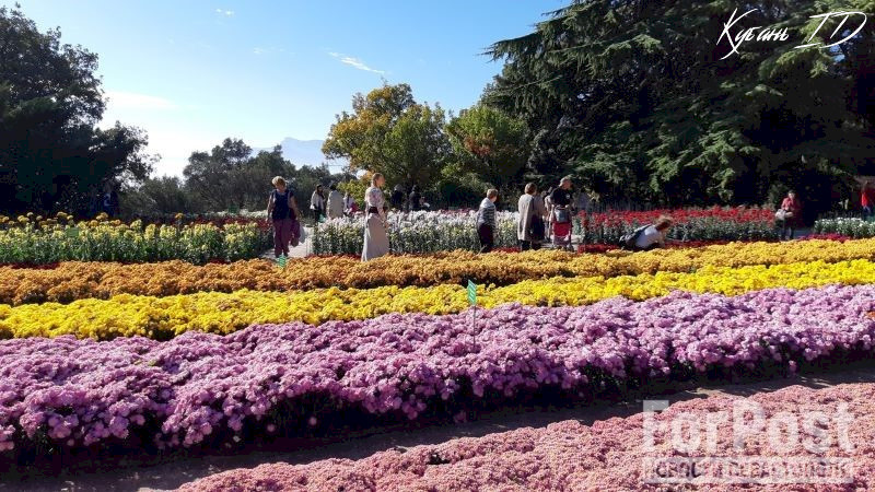 крым бал хризантем Никита ялта Никитский ботанический сад ботсад выставка цветов юбилей