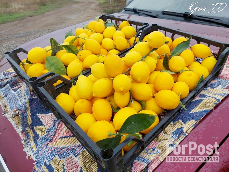 крым саки лимоны червоновские лимонарий цитрусовые фермерство