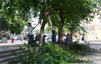 В центре Астрахани провели омолаживающую опиловку деревьев