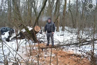 7 лет за два ясеня: в Астраханской области поймали черного лесоруба