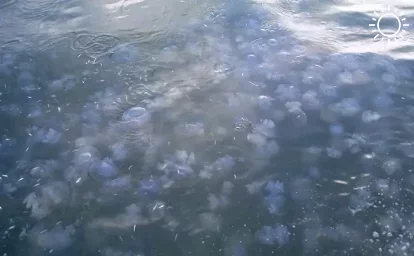 В Ростовской области собрались производить бетон из медузной массы