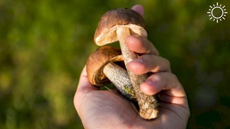 Сбор каких грибов может обернуться для крымчан штрафами и сроками