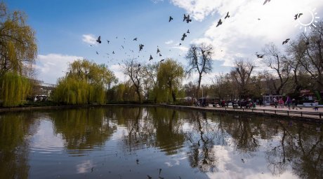 В Городском саду Краснодара очистят пруд. На это потратят 2,7 млн рублей