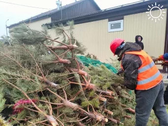 В Астрахани новогодние елки помогут бездомным собакам