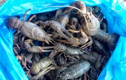 Под Астраханью в салоне остановленной иномарки обнаружили 156 кг рыбы и раков