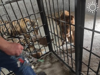 Изъятые у контрабандиста львята и тигрята останутся жить в Астрахани
