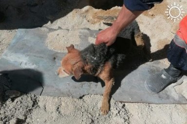 Спасатели вытащили любопытную собаку из ямы глубиной 2,5 метра в Новороссийске