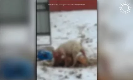 Астраханская полиция нашла владельца, чей стафф чуть не разодрал другую собаку