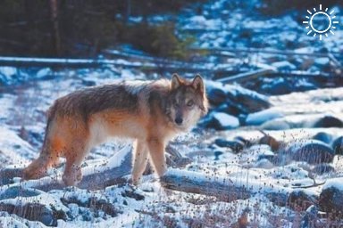 Облаву на волков устроят охотники в Волгоградской области