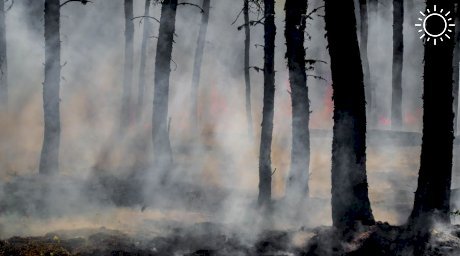 Власти ограничили посещение лесов Краснодарского края из-за опасности пожаров