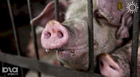 В Краснодарском крае из-за африканской чумы уничтожат 57 тыс. свиней