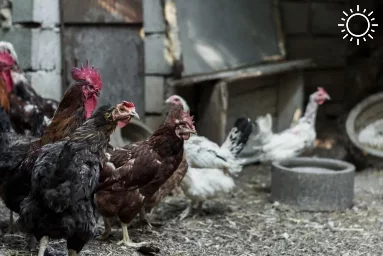 На астраханской птицефабрике изымают кур и яйца
