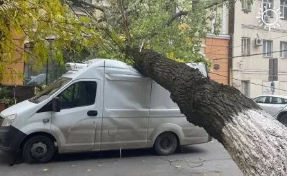 Сильный ветер в Ростове повалил больше 20 деревьев