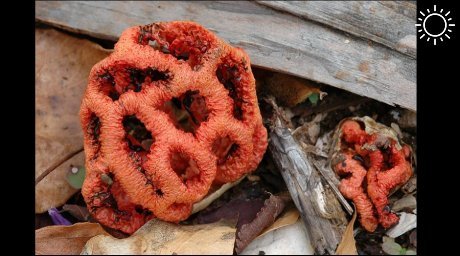 Сочинцам угрожает разрастание очень ядовитого краснокнижного гриба