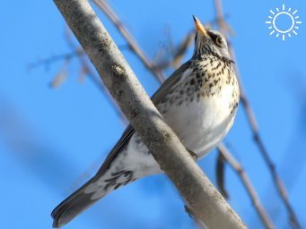 Жители Калмыкии могут помочь птицам пережить холода