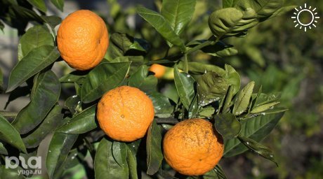 Сочинские ученые создали три новых сорта мандаринов