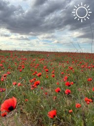 В Калмыкии зацвели маки